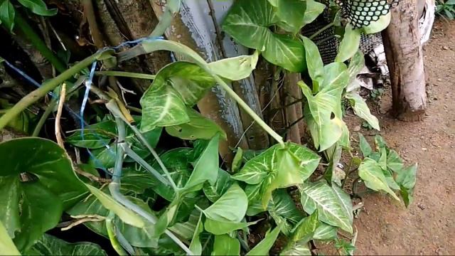 Syngonium podophyllum care in tamil смотреть онлайн