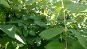 Жимолость Сильгинка - один из самых вкусных сортов!