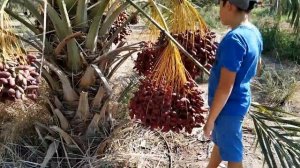 Как растут финики. Финиковая плантация. Израиль. How dates grow. Dates palm. Israel