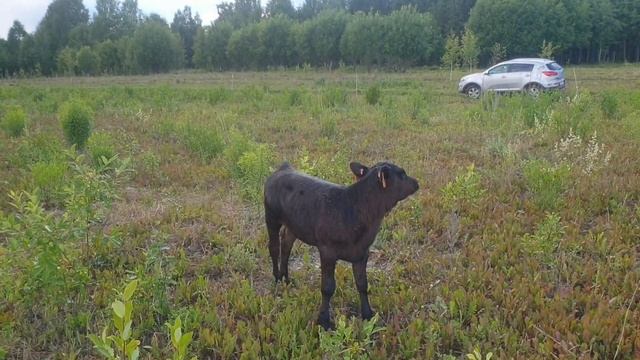Курмушка для телят, ставим столбы на зимний загон, козленок, коровы, телята, крс, ангусы. смотреть онлайн