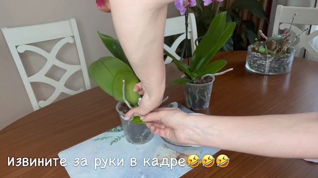 Пересадка орхидеи ( реанимашка) , обзор новинок. Будущие хозяйки деток Пульчеримы отзовитесь))). смотреть онлайн