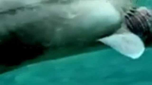 Плащеносная Акула или плащеносец ( лат. Chlamydoselachus anguineus смотреть онлайн