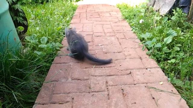 Кошка обучает котенка ловли мышей. смотреть онлайн
