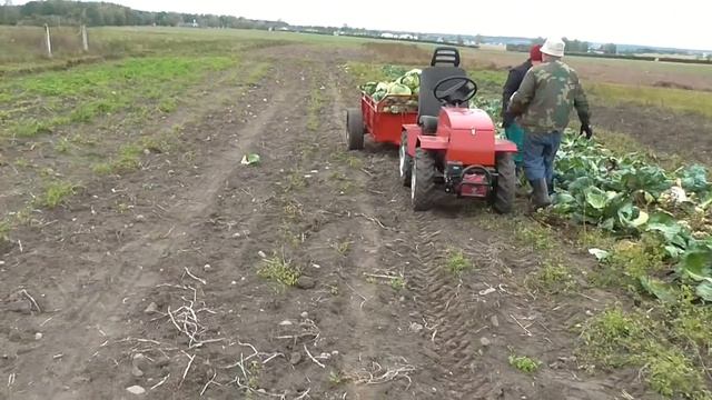 Минитрактор - переломка.Уборка капусты. Minitractor-fracture.Cabbage Harvesting