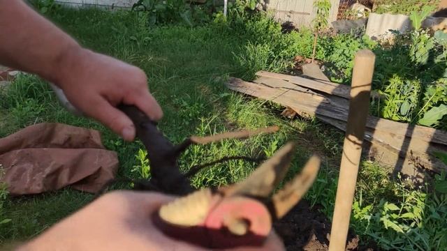 Ищем хруща в корнях персика смотреть онлайн