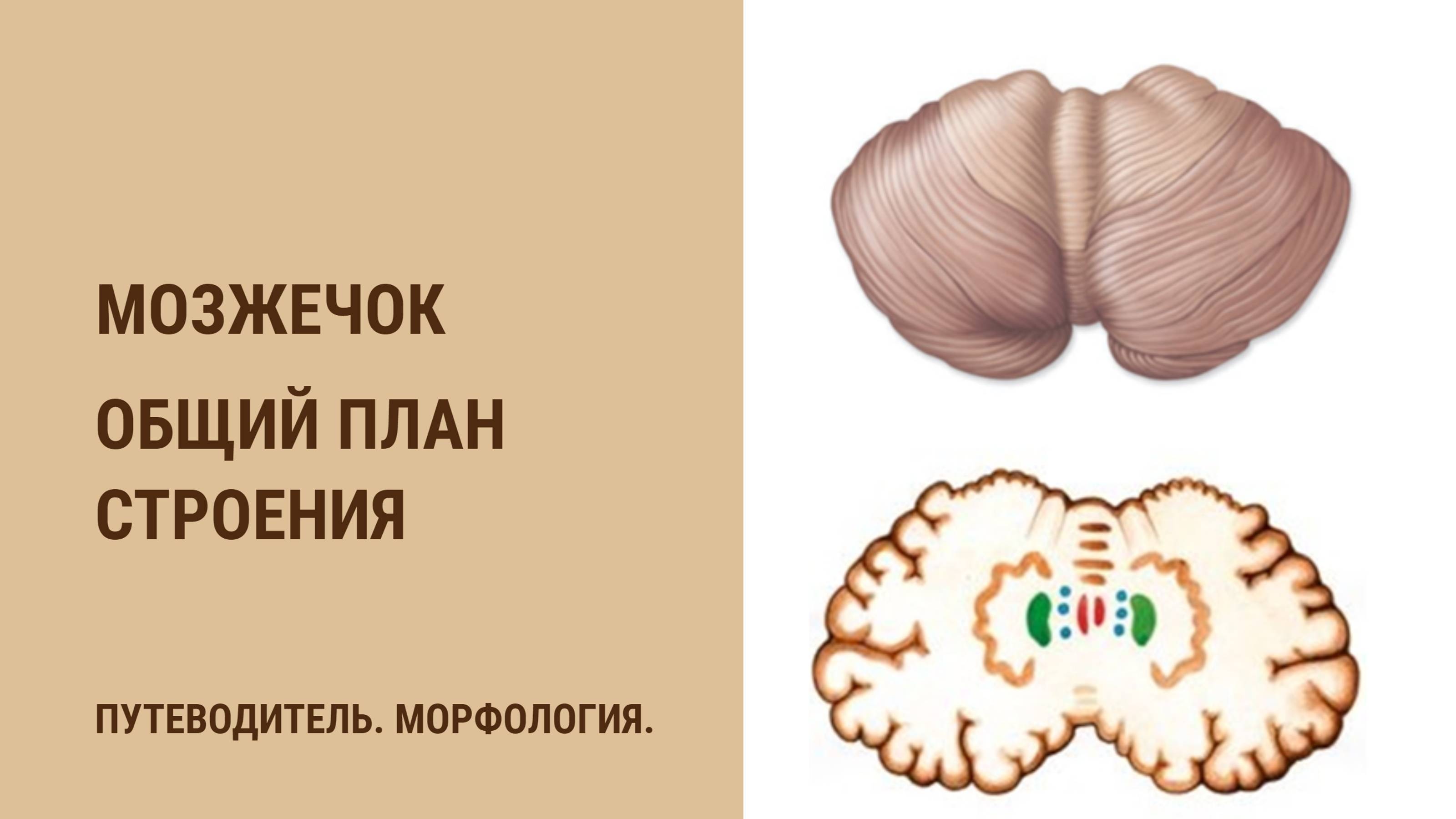 Мозжечок. Общий план строения смотреть онлайн
