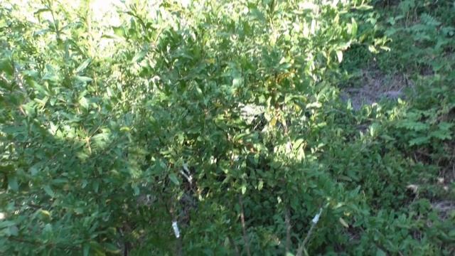 Гранат плоды трещат прививки удались 20 смотреть онлайн