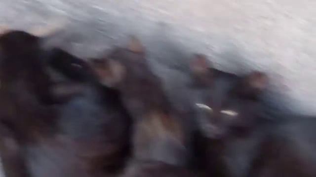 хотите посмеяться над милыми котятами? Значит смотрите это видео! смотреть онлайн