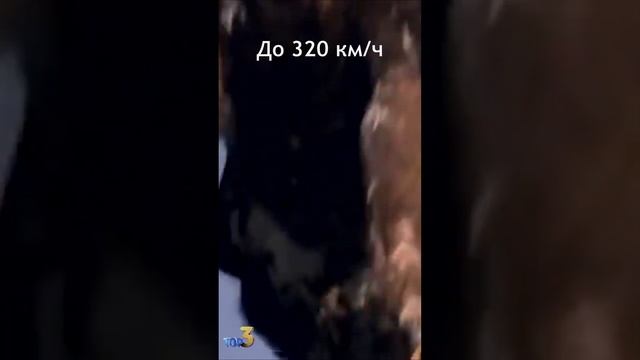 Самые быстрые птицы в мире смотреть онлайн