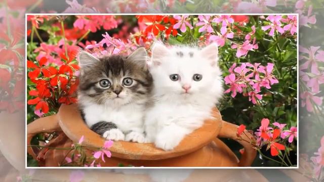 Котята смотреть онлайн