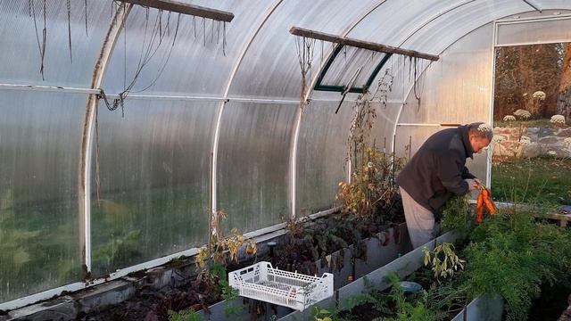 Октябрь, парник, морковка. смотреть онлайн