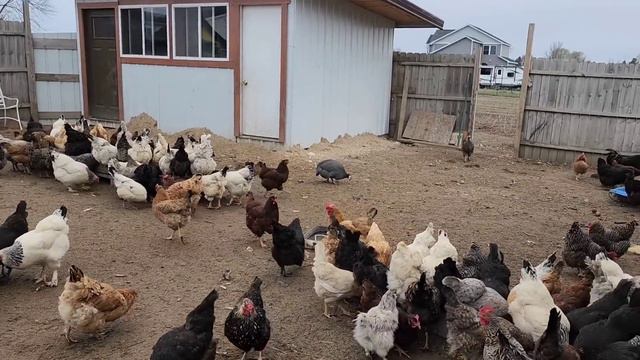 ПАВЛИНЫ БЬЮТ КУР смотреть онлайн