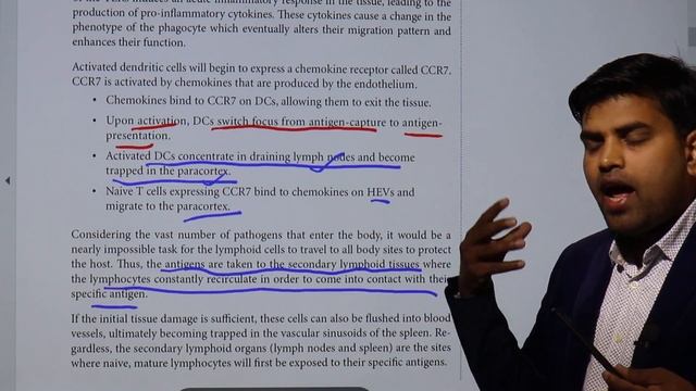 How innate immune cell meets the adaptive immunity in lymph-node and spleen Immunology Kaplan Cap. смотреть онлайн
