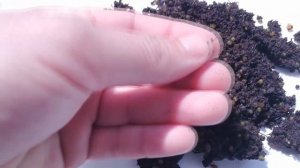 Коконы Дендробены купить. Краткий обзор.Dendrobaena veneta cocoons.