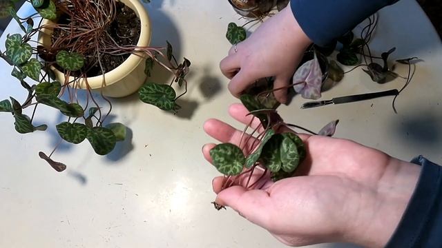 Размножение альпийской фиалки макушкой. Способ 6. смотреть онлайн