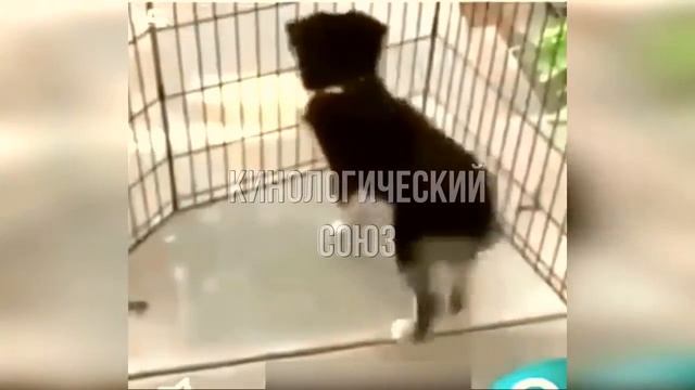 сегодня будут танцы смотреть онлайн