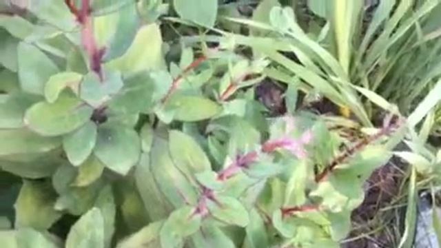 Succulent Gardening! Sedum Matrona in Summer смотреть онлайн
