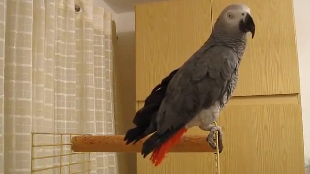 Попугай - украинский патриот (но говорит на русском) смотреть онлайн