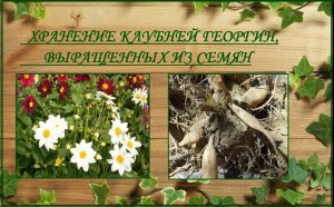 Хранение клубней георгин, выращенных из семян однолетних сортов