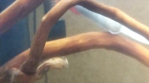 Запуск аквариума 200 литров. Сосновые коряги.