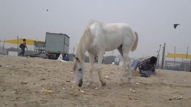 white-horse --- Equus ferus caballus смотреть онлайн