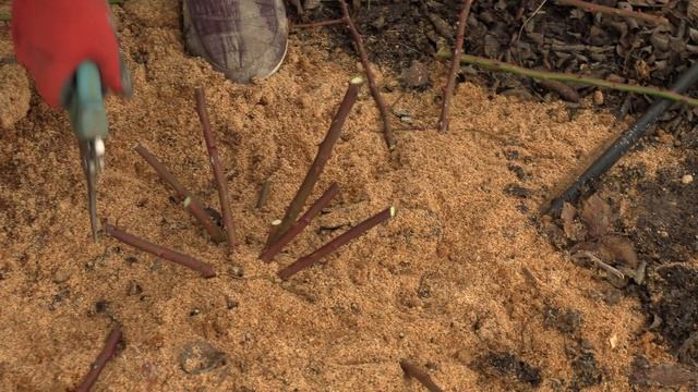 обрезка  роз высаженных год назад, питомник роз полины козловой, Rozarium.biz, Pruning Park Roses