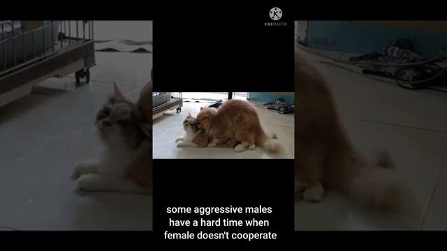 Mating in Cats: Signs and Tips to Become Successful смотреть онлайн