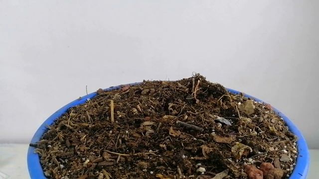 Ledebouria Socialis Reproduccion Chuyito Jardinero