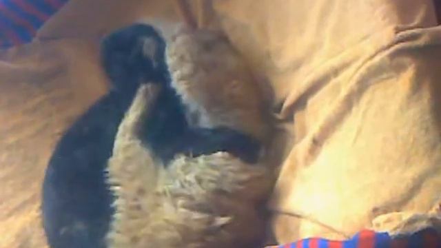 мама кошка не дает сваему сыну титьку по сасать смотреть онлайн