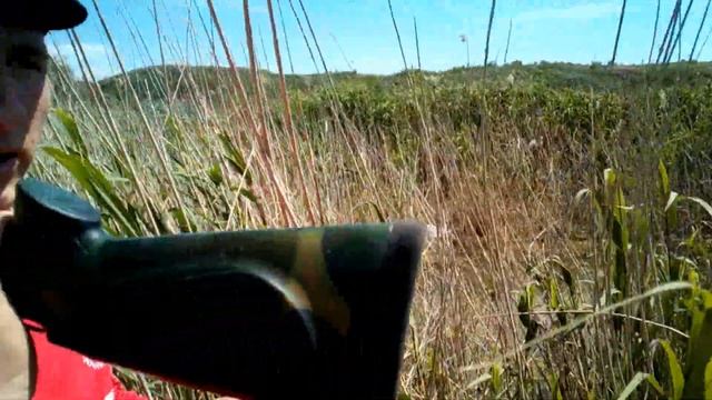 ОХОТА НА УТКУ С ПНЕВМАТИКОЙ!!!ЛЕБЕДЬ НА РЕЧКЕ!!! смотреть онлайн