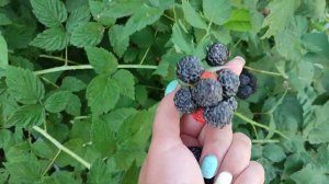 Ежемалина Мангер- ранний урожайный сорт из Сибири