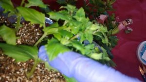 Мимулюс. Пикировка в горшок и черенкование мимулюса. Размножение мимулюса.