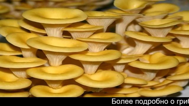 Домашняя грибница вешенки смотреть онлайн