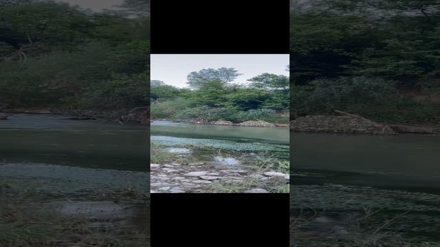 Армянские лягушки смотреть онлайн