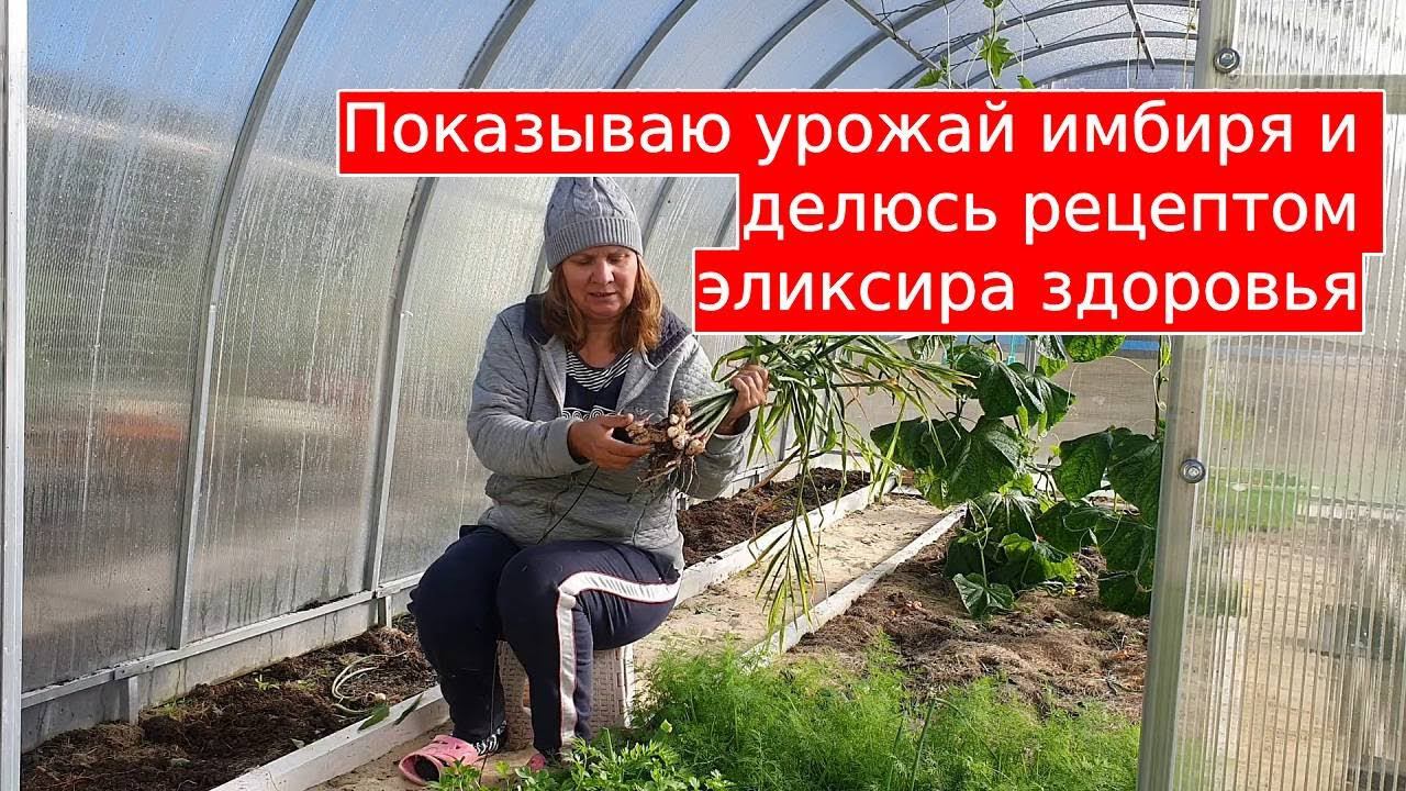 Собираю свой урожай имбиря и готовлю эликсир для всей семьи смотреть онлайн