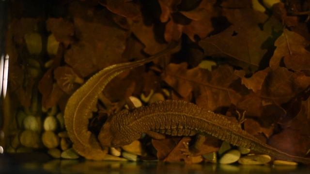 Тритоны и конец амфибий?? смотреть онлайн