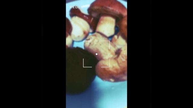 Насобирали шикарных грибов.Будет вкусное блюдо.Pecurki.????? смотреть онлайн