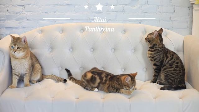 Алтайские кошки и пантерины отдыхают на диванчике !