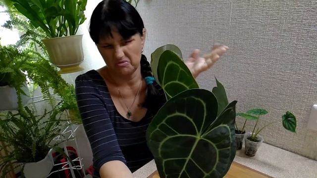 Мои комнатные растения // Последние новинки этого сезона // Честер в депрессии смотреть онлайн