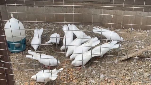 Бакинские широкохвостые голуби белые голоногие. Продам оптом. 89034451665 смотреть онлайн
