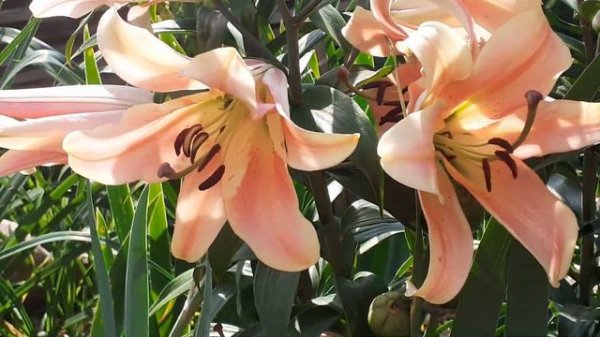 лилия ЗЕЛЬМИРА