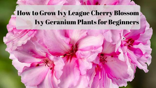 Tip For Growing Ivy League Cherry Blossom Ivy Geranium Plants