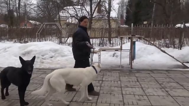 поводок рулетка для крупных собак по акции с Алиэкспресс смотреть онлайн