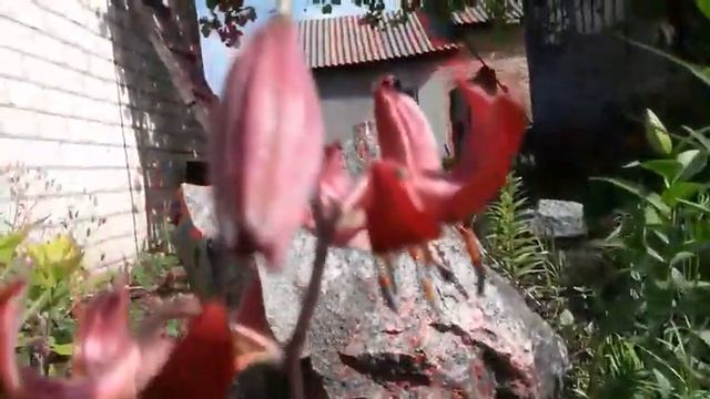 Лилия МАРТАГОН или саранка - сложности в выращивании. смотреть онлайн