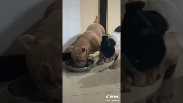 american bully exotic crazy BOSXZ смотреть онлайн