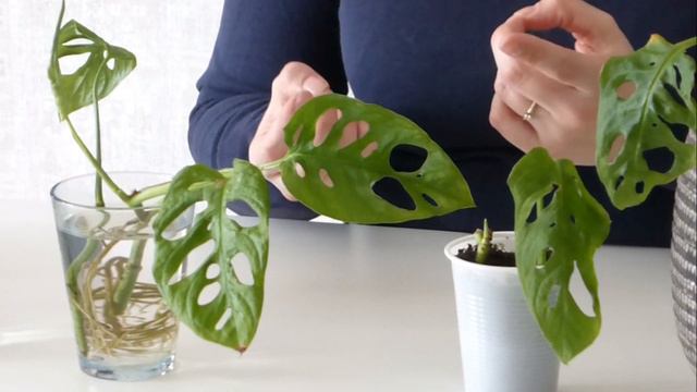 🌱🌿☘️ Stek-experiment met de Monstera Monkey Mask 🌱🌿☘️ смотреть онлайн