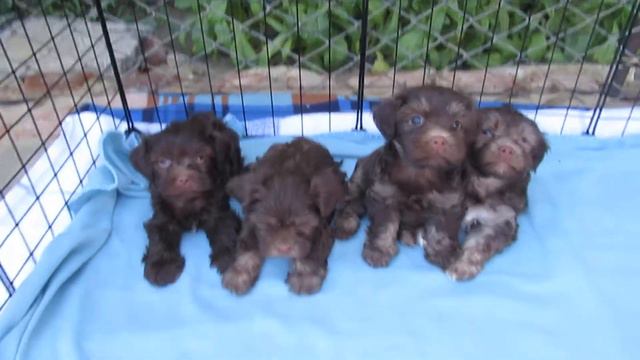 Русская цветная болонка. Мальчики. Дата рождения 1 июня 2020. смотреть онлайн