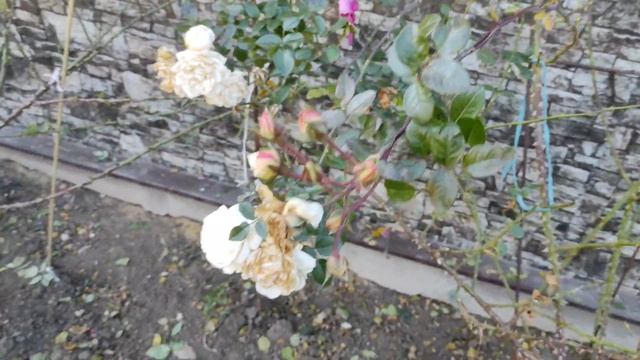 Плетистые розы.Обрезка.Подготовка к зиме. смотреть онлайн