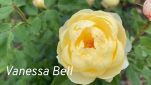 Цветение розы Vanessa Bell D.Austin ???