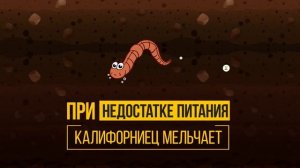 #2. Чем отличается червь старатель от Калифорнийского червя